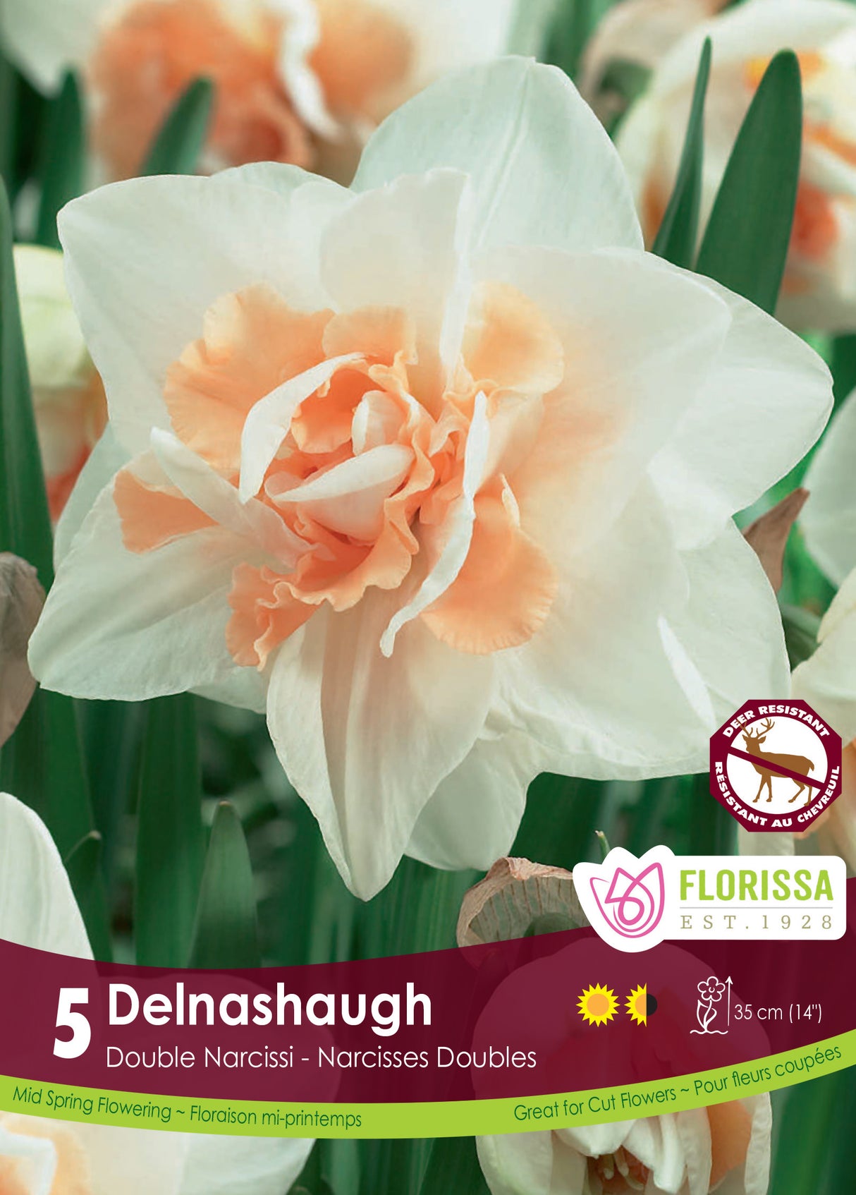 Narcissus Double - Delnashaugh Retail