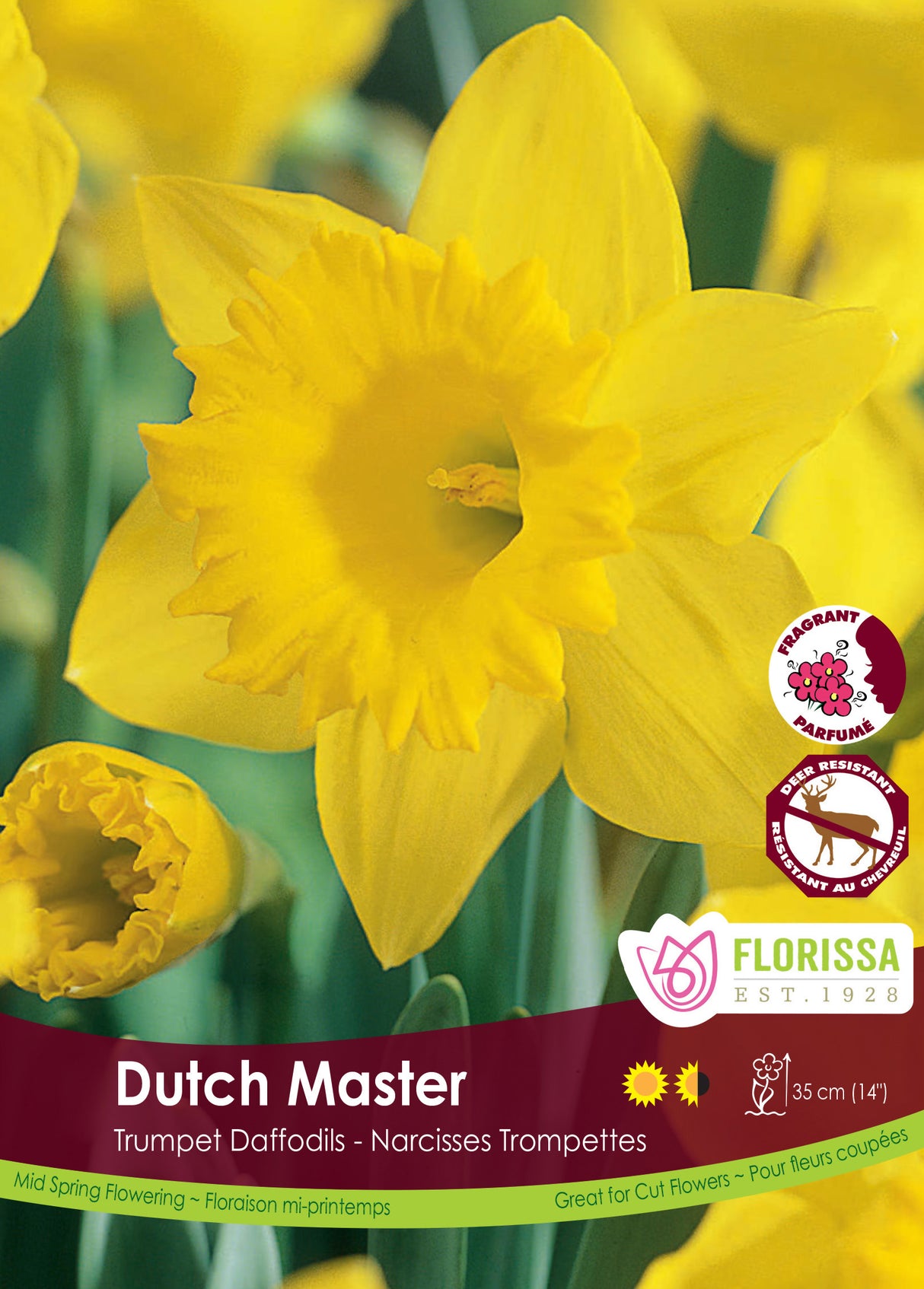 Narcissus Trumpet - Dutch Master Bulk