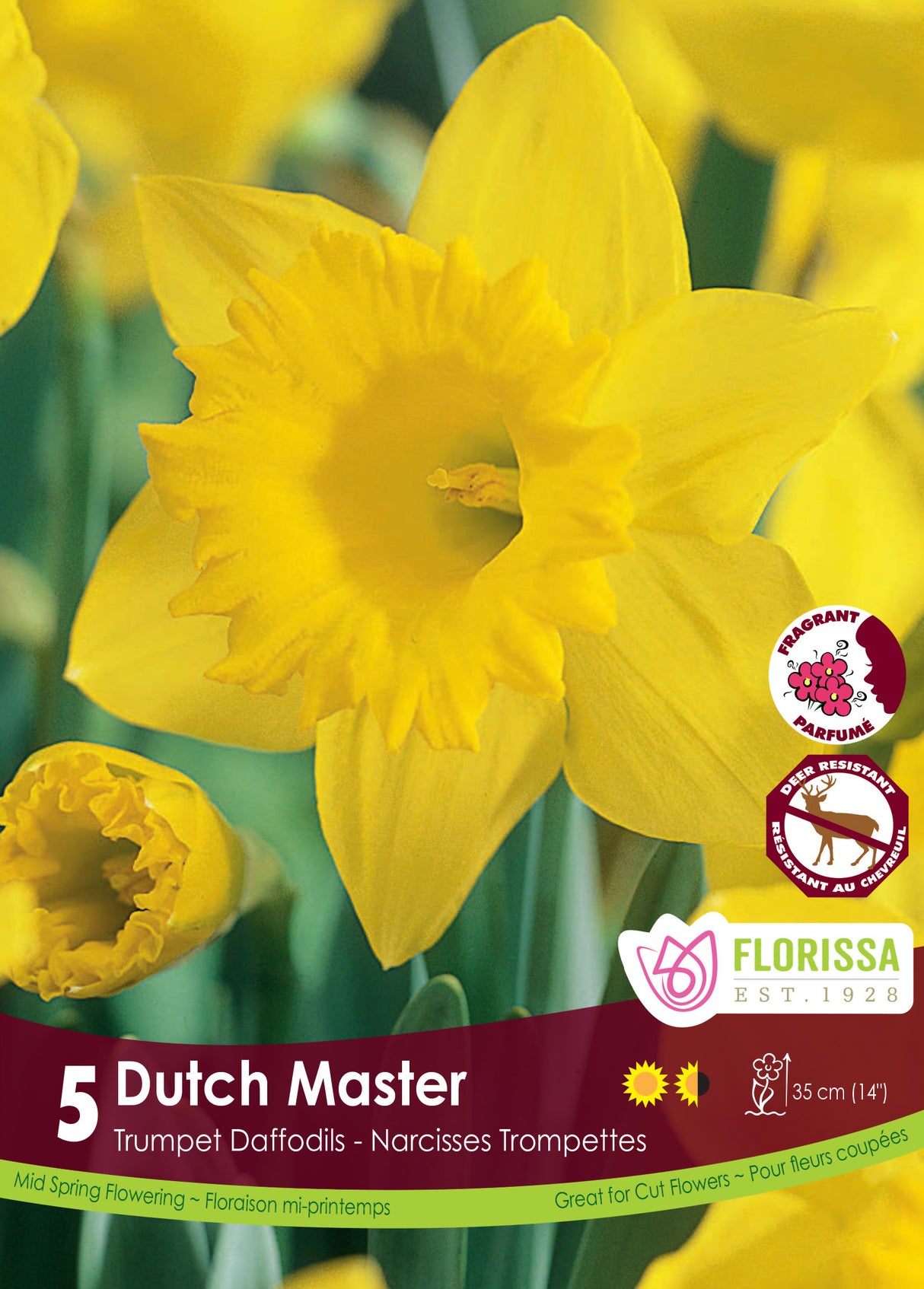 Narcissus Trumpet - Dutch Master Retail