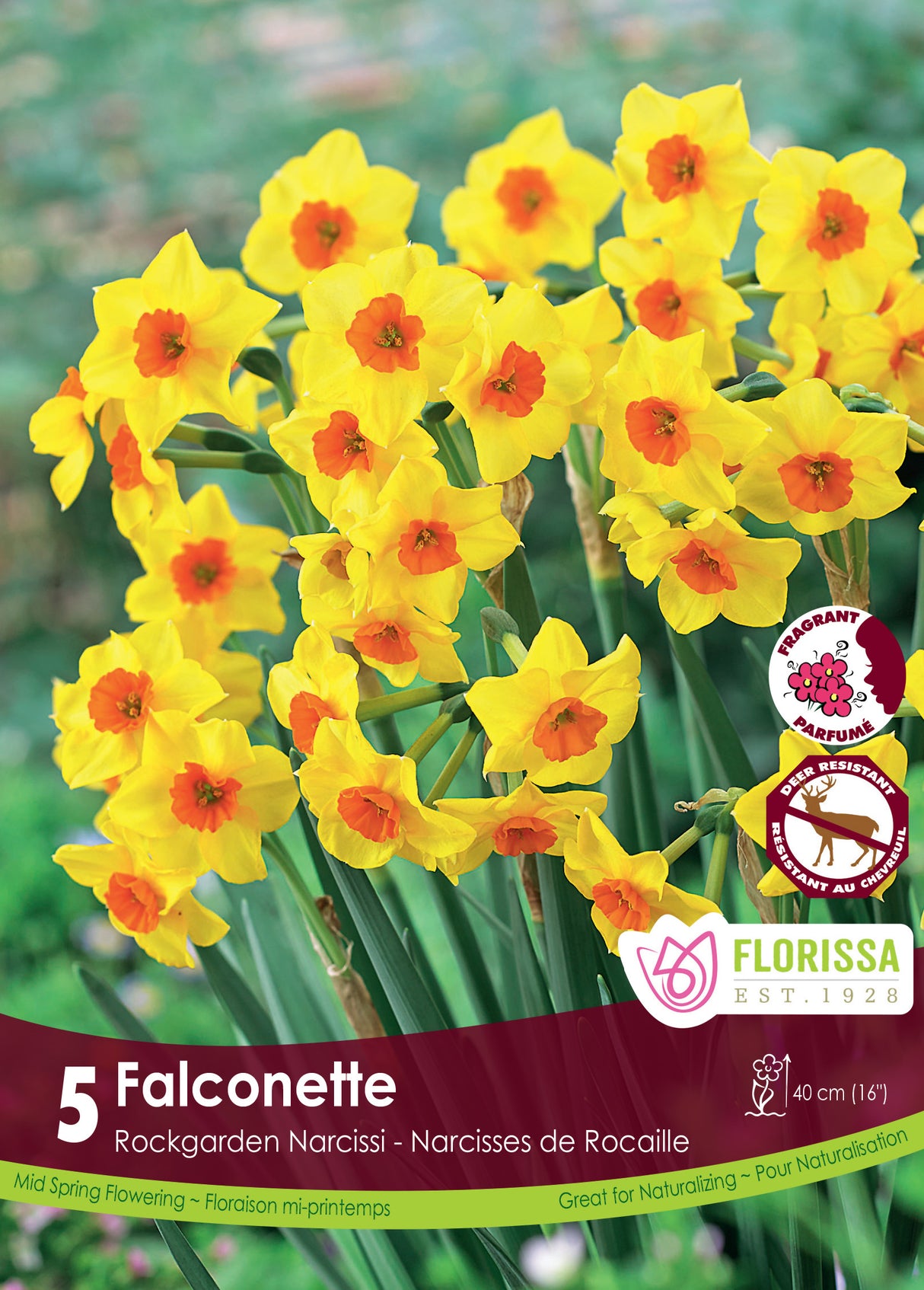 Narcissus Rockgarden - Falconette Retail