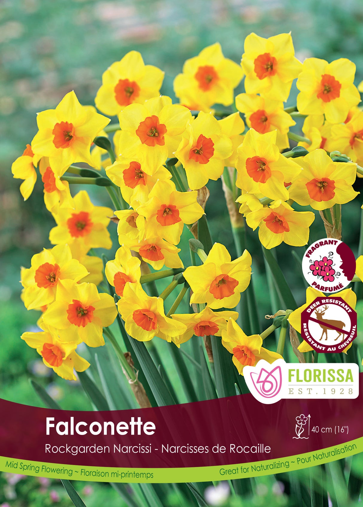 Narcissus Rockgarden - Falconette Bulk