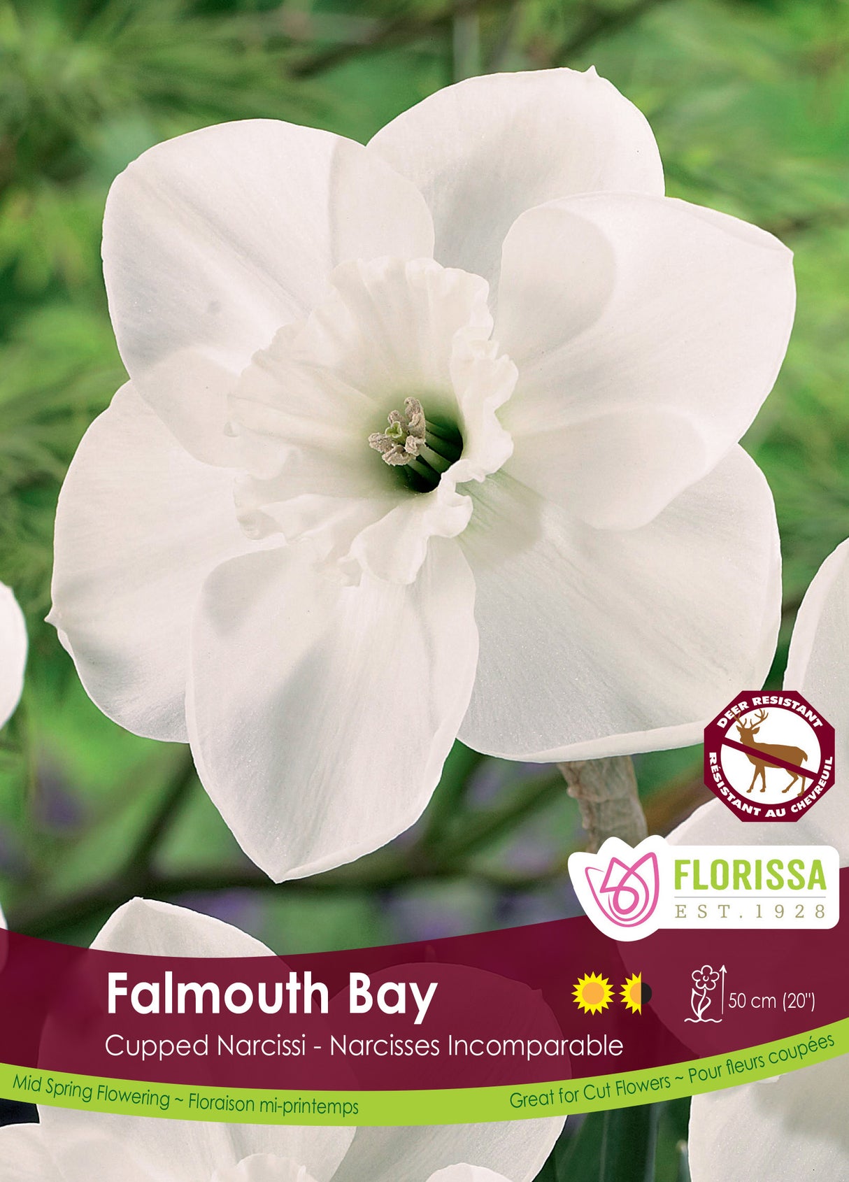 Narcissus Cupped - Falmouth Bay Bulk