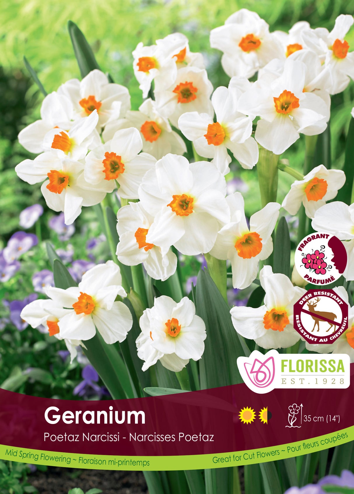 Narcissus Poetaz - Geranium Bulk