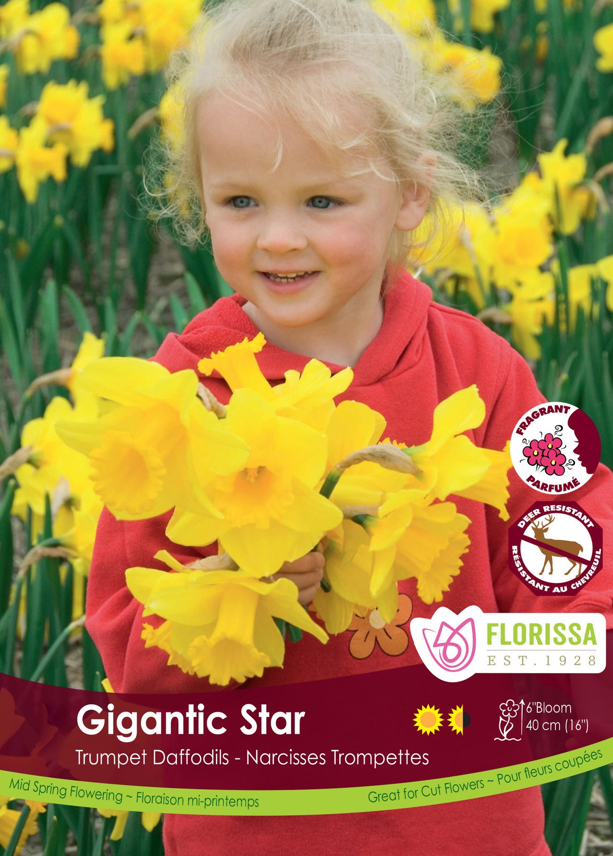 Narcissus Trumpet - Gigantic Star Bulk