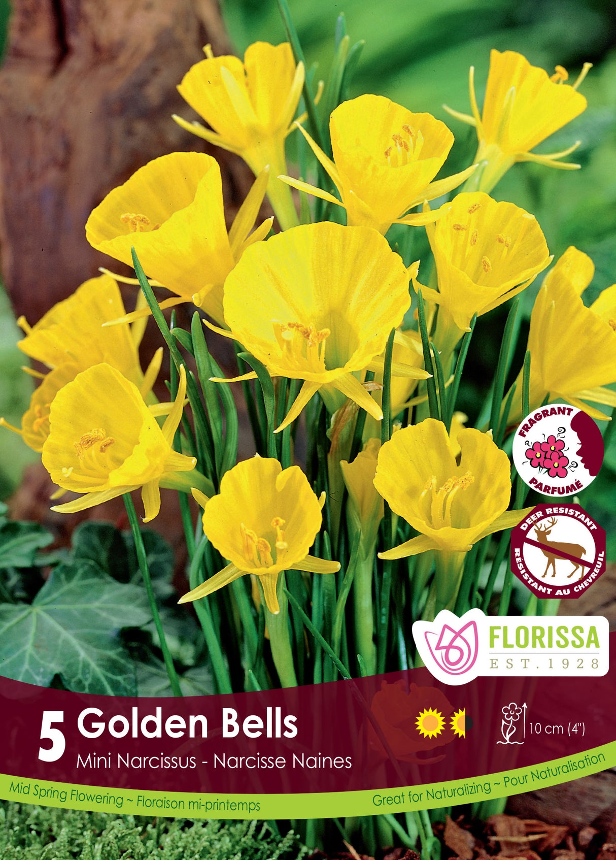 Narcissus Mini - Golden Bells Retail