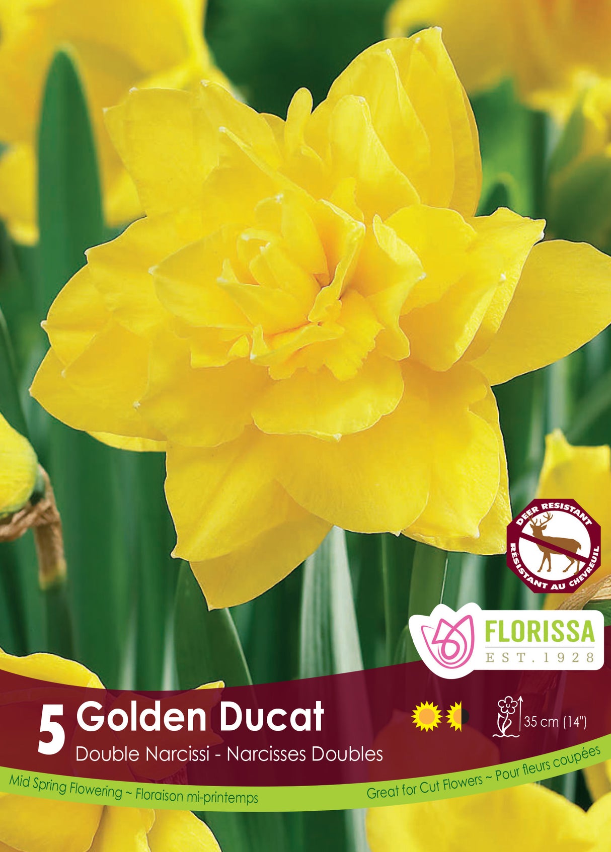 Narcissus Double - Golden Ducat Retail