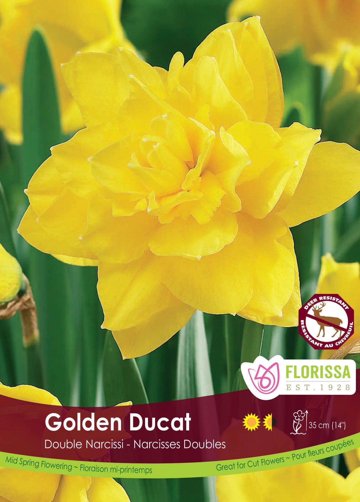 Narcissus Double - Golden Ducat Bulk
