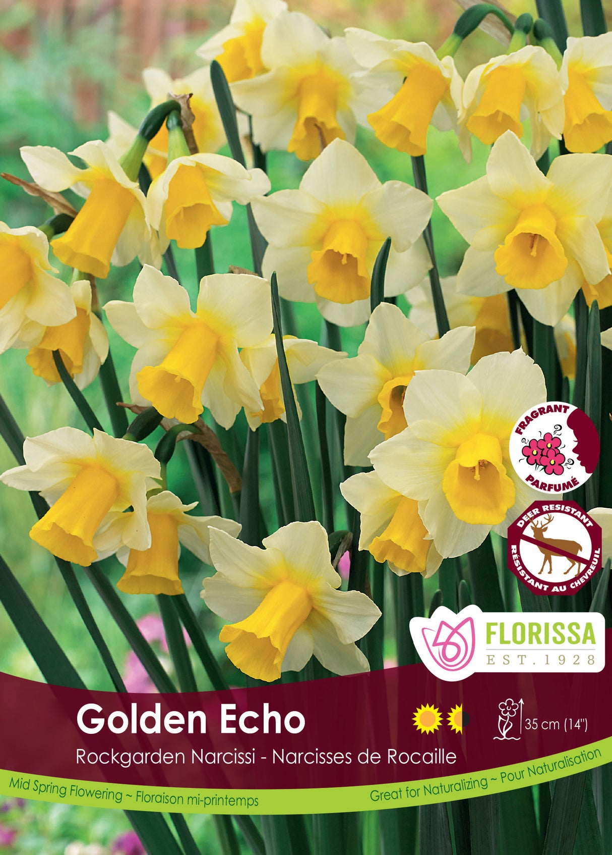 Narcissus Rockgarden - Golden Echo Bulk