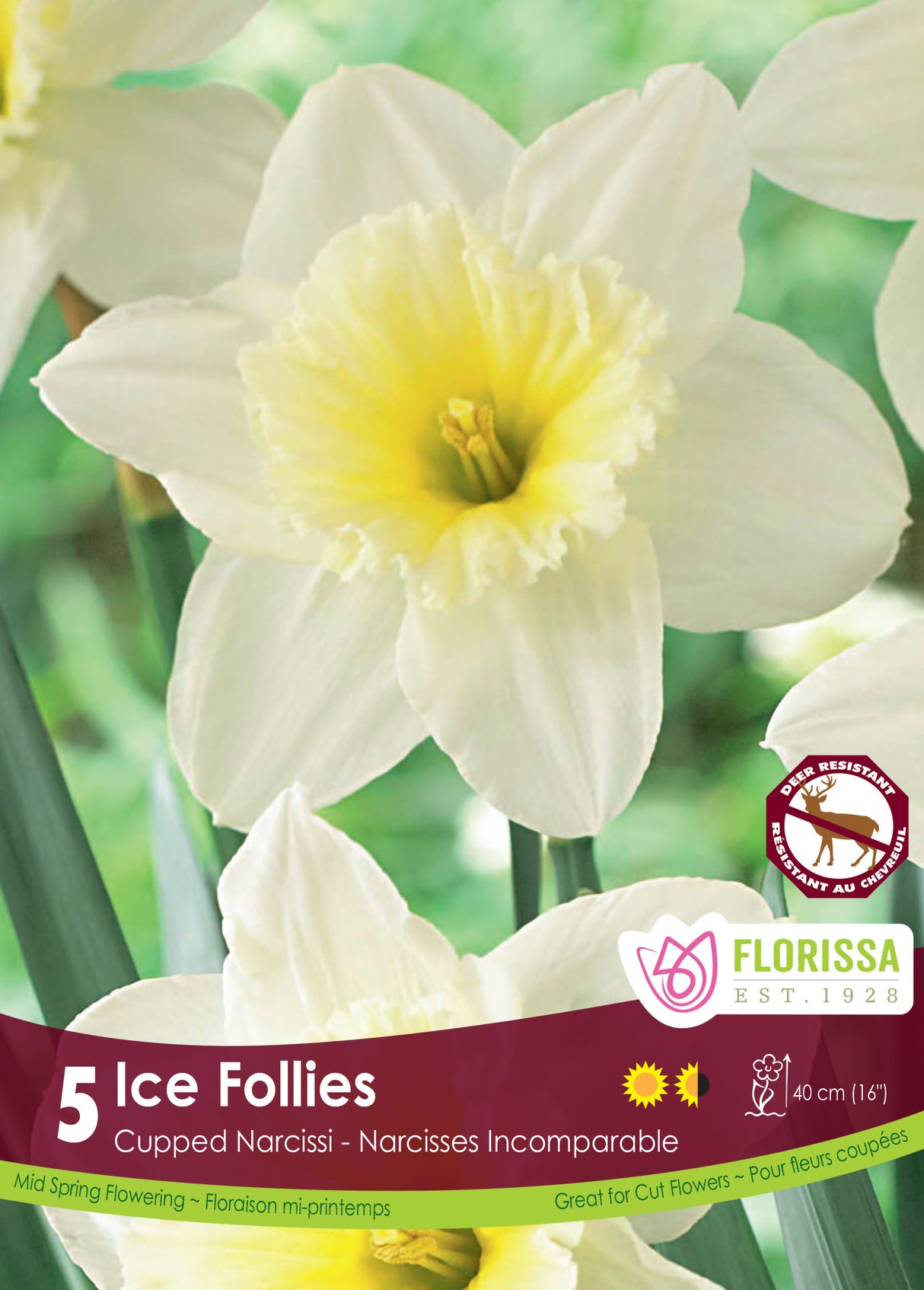 Narcissus Cupped - Ice Follies Retail