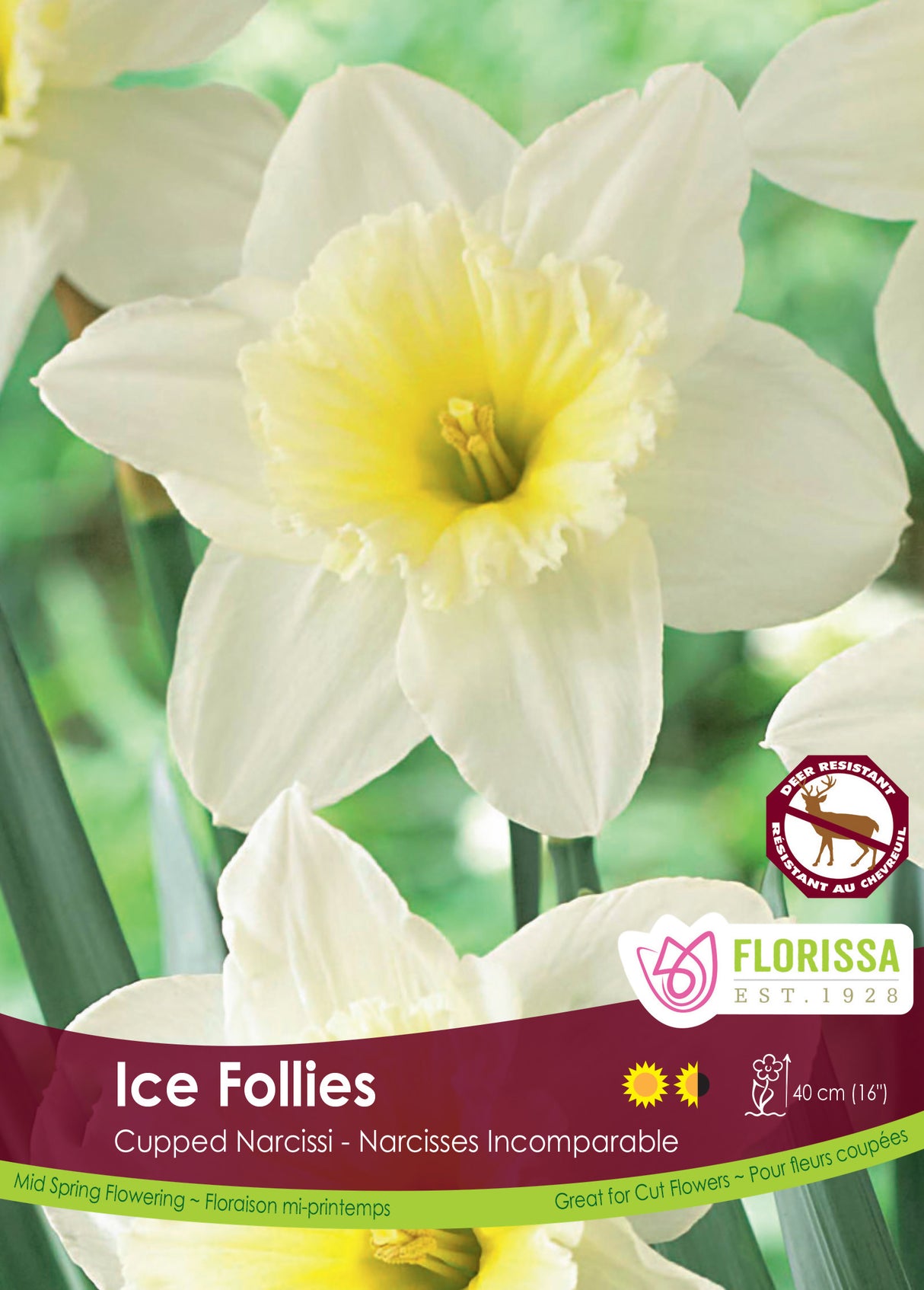 Narcissus Cupped - Ice Follies Bulk