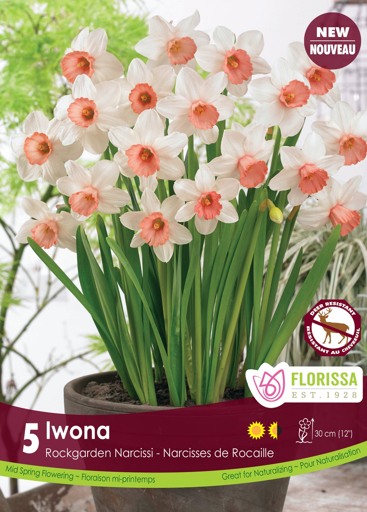 Narcissus Dwarf - Iwona Retail