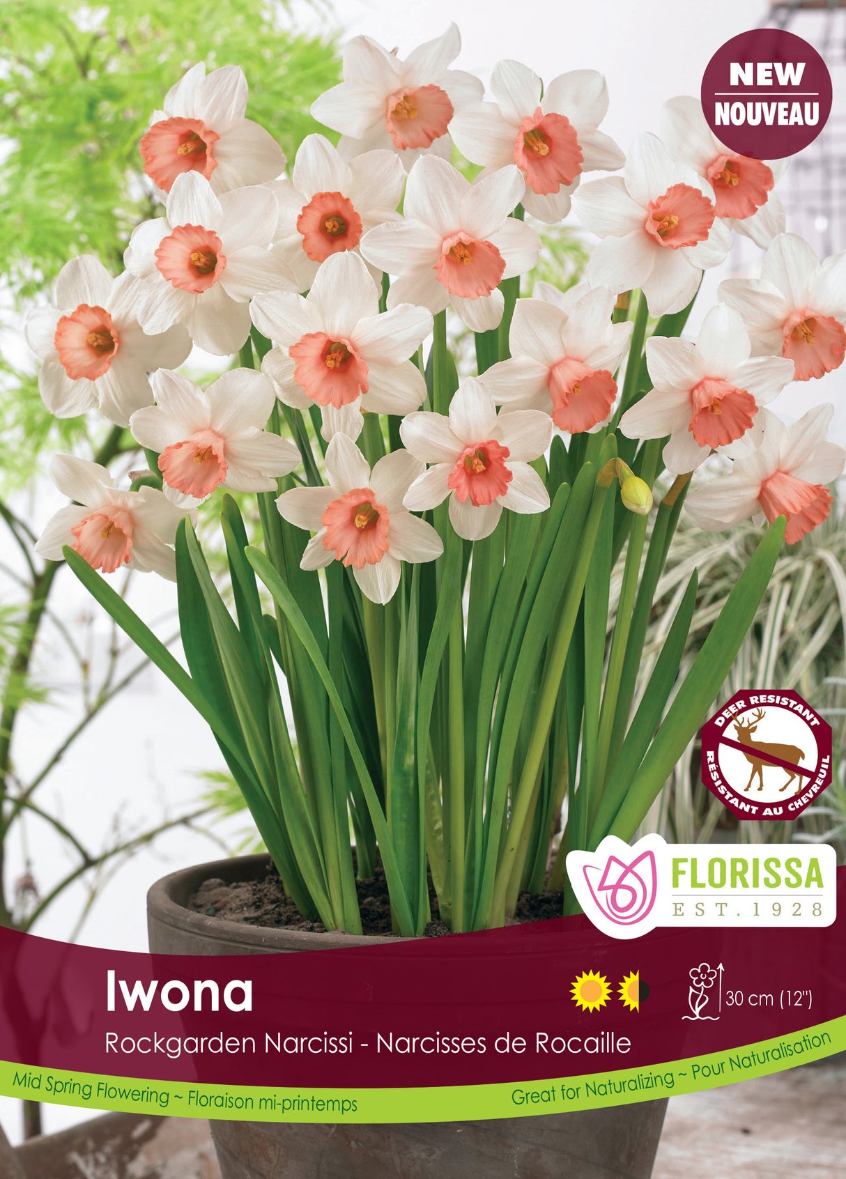 Narcissus Dwarf - Iwona Bulk