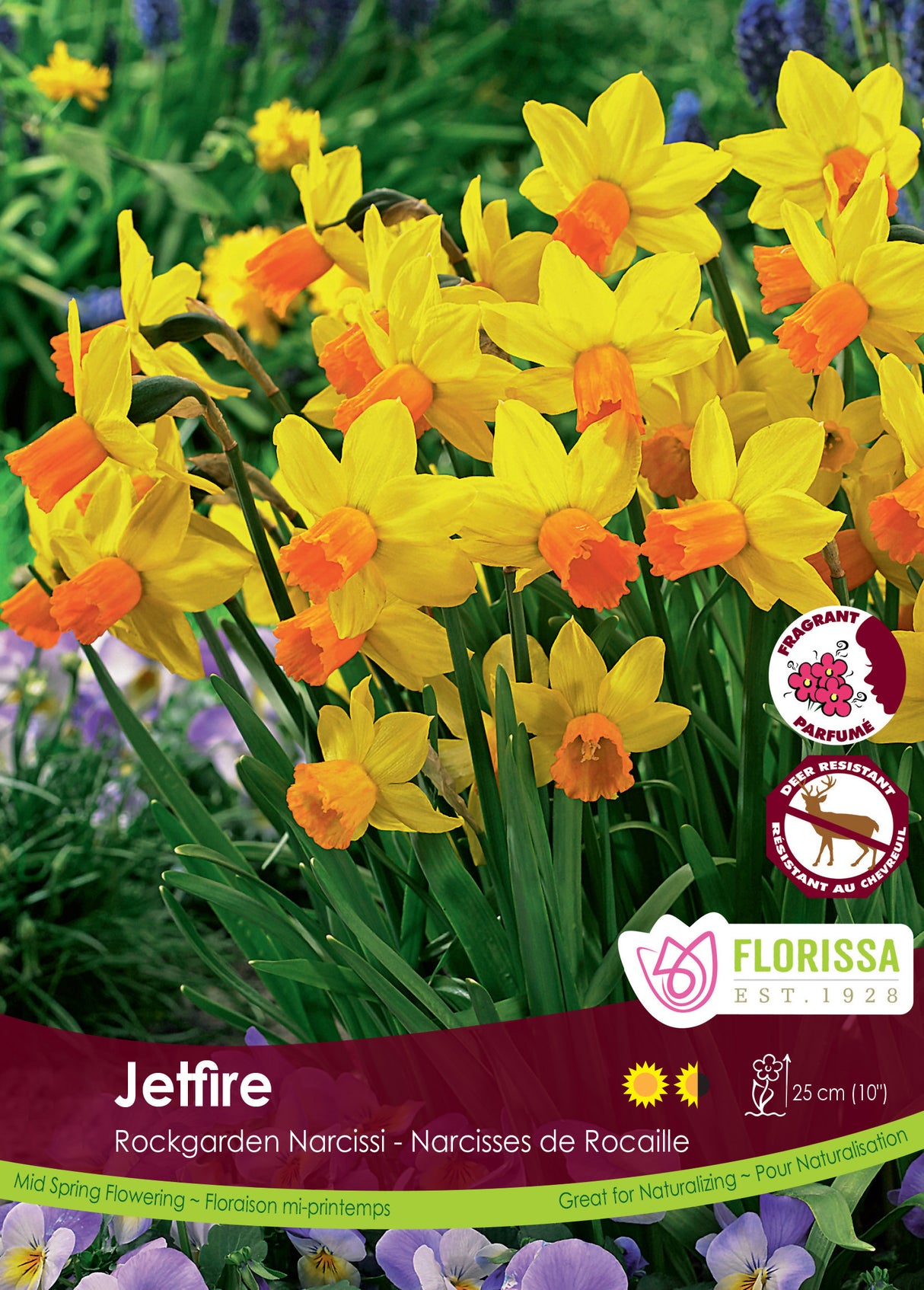 Narcissus Dwarf - Jetfire Bulk