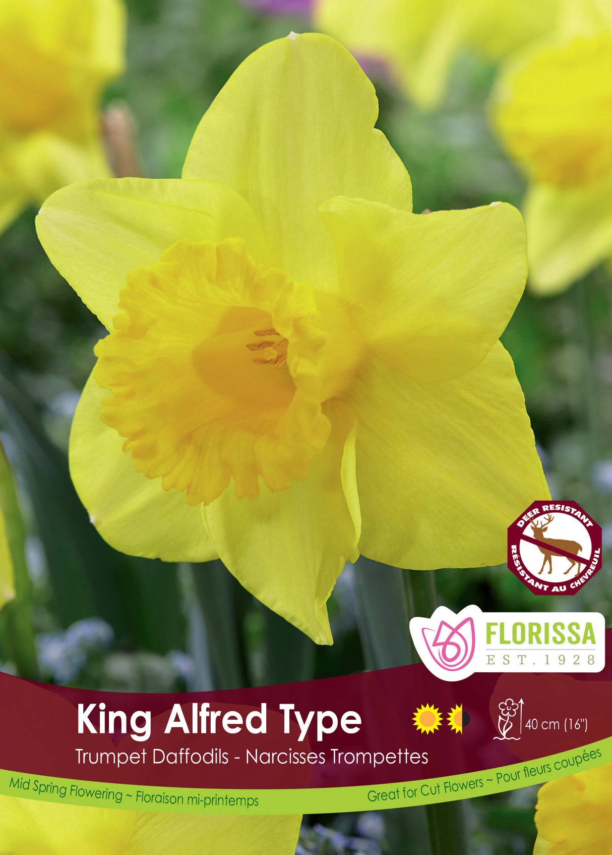 Narcissus Trumpet - Yellow King Alfred Bulk Size 14/16
