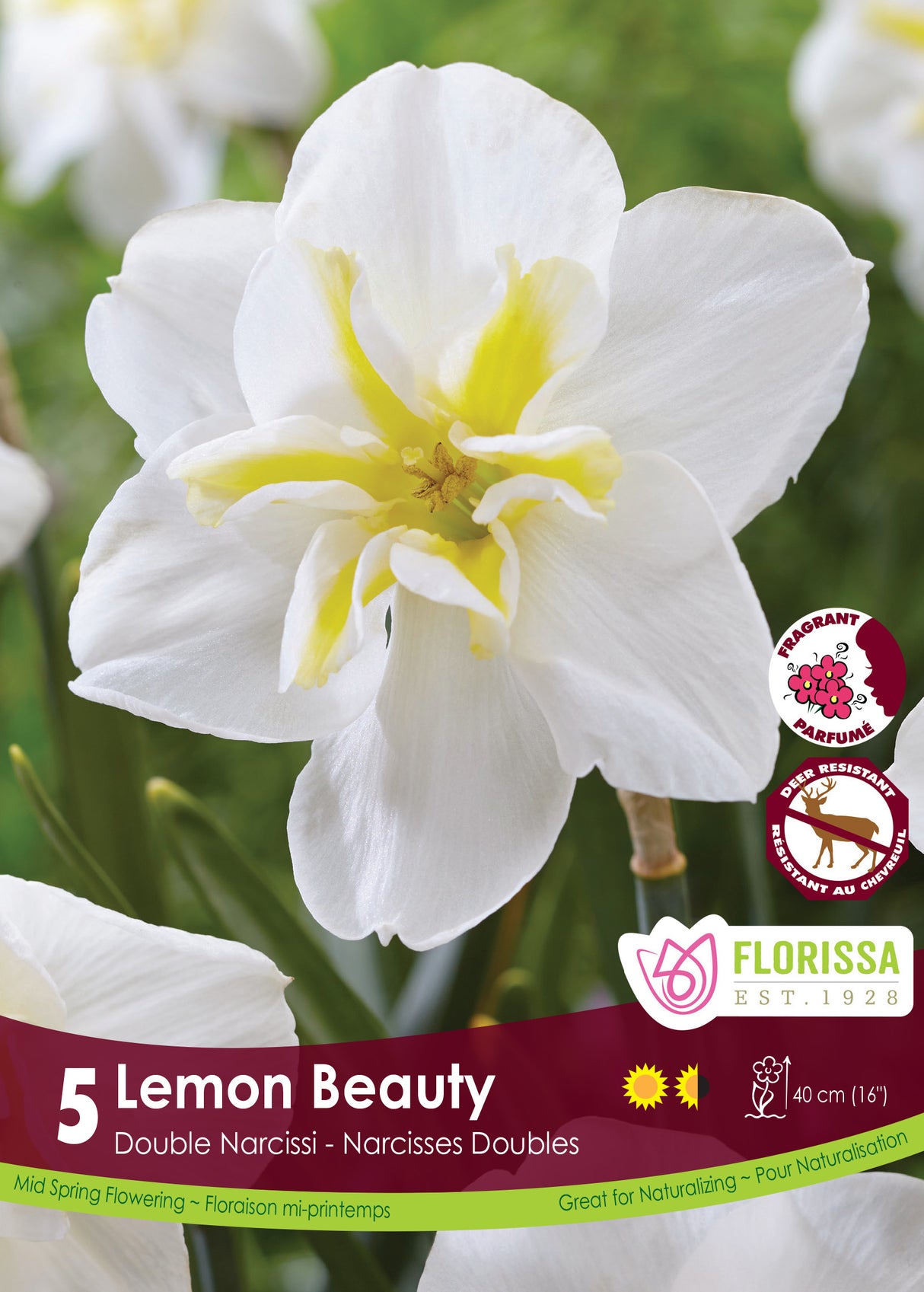 Narcissus Split Cup - Lemon Beauty Retail