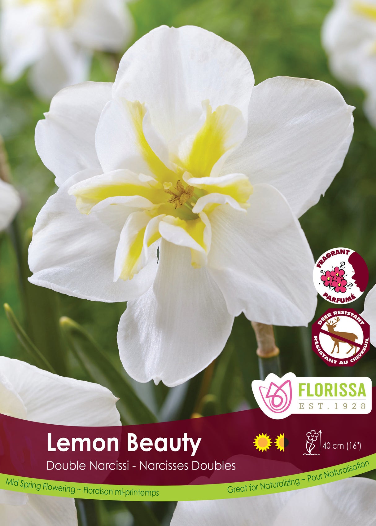 Narcissus Split Cup - Lemon Beauty Bulk