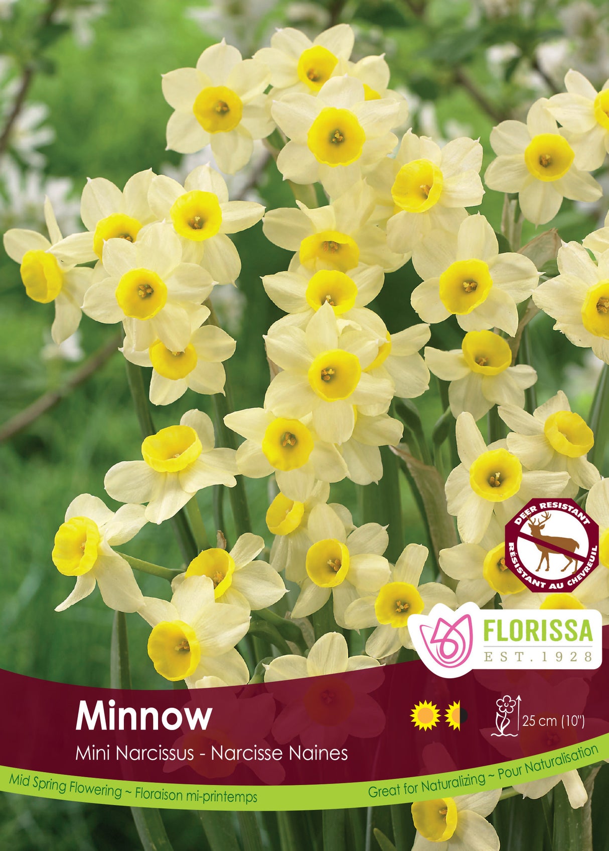 Narcissus Mini - Minnow Bulk