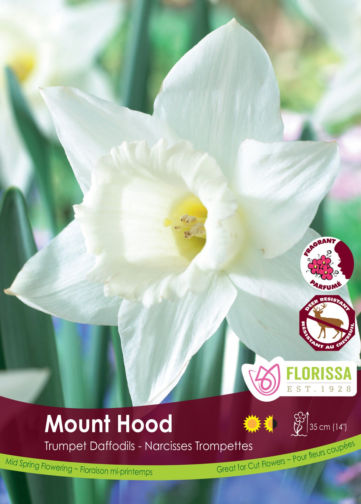 Narcissus Trumpet - Mount Hood Bulk