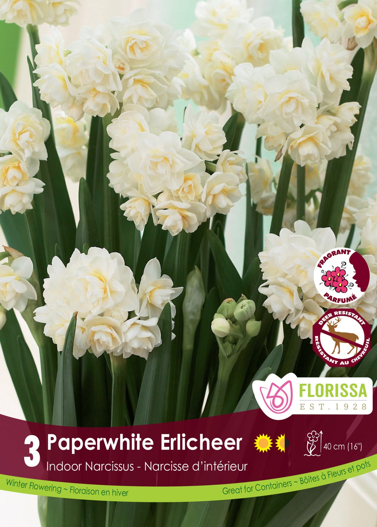 Narcissus Indoor - Paperwhite Erlicheer