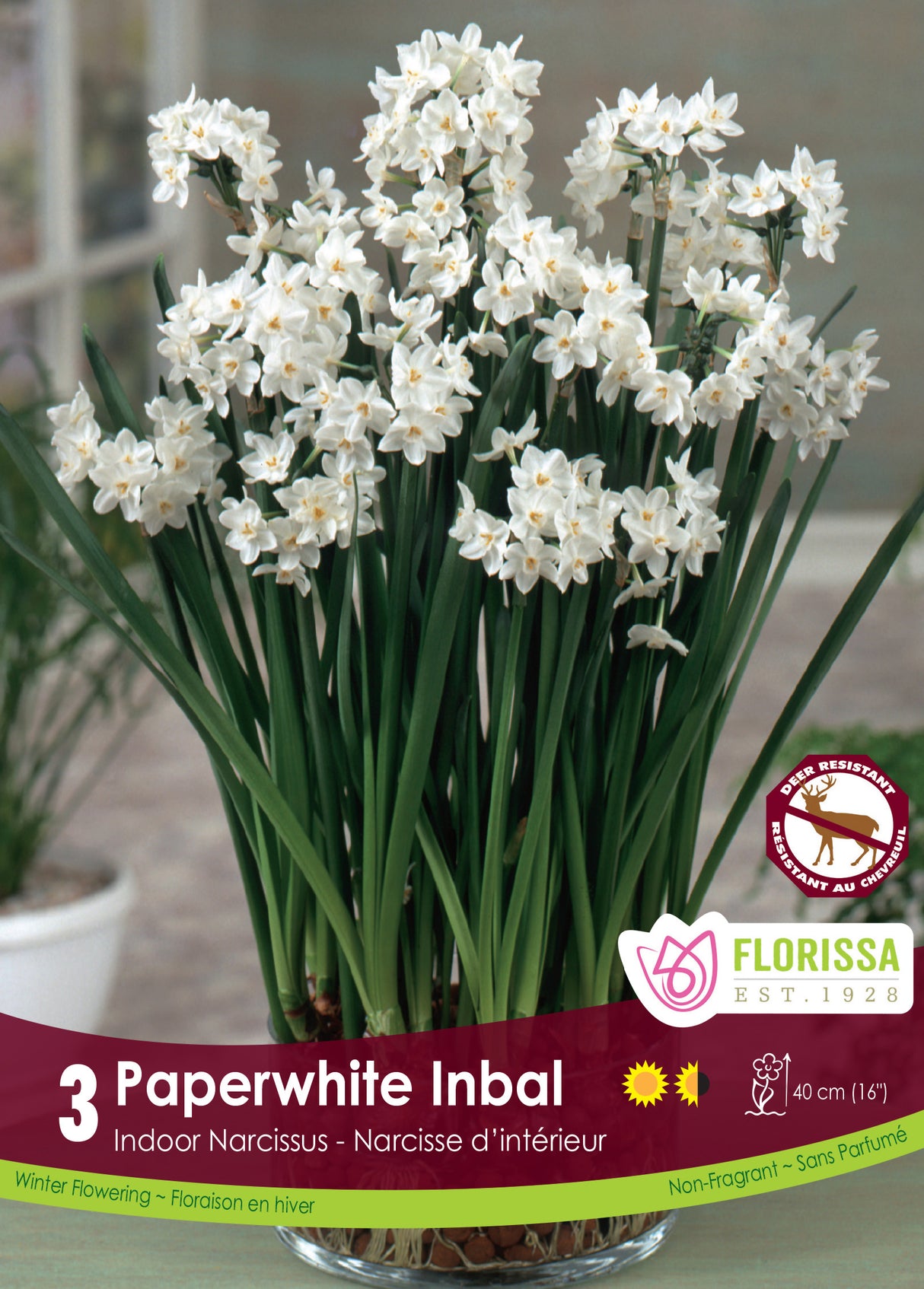 Narcissus Indoor - Paperwhite Inbal