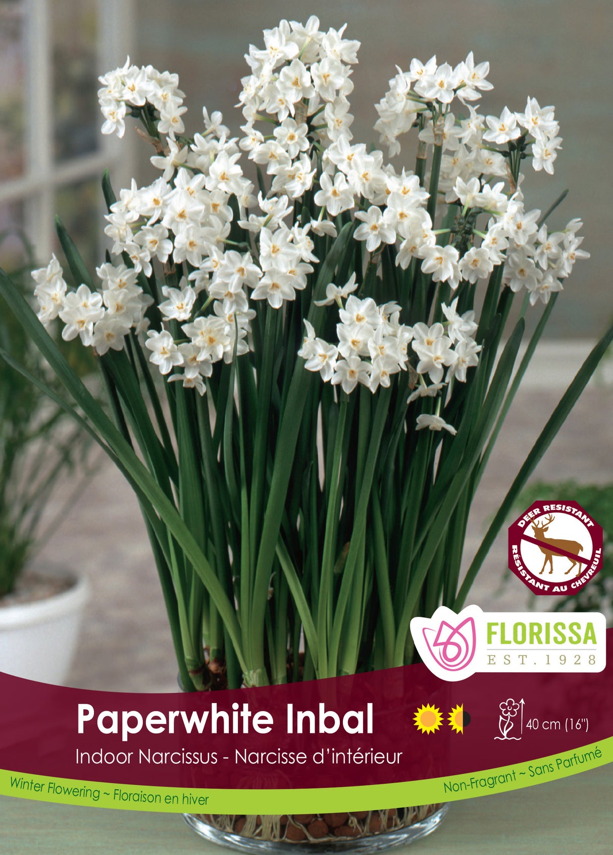 Narcissus Indoor - Paperwhite Inbal Bulk