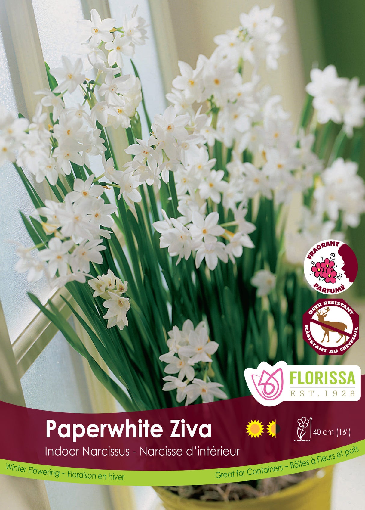 Narcissus Indoor - Paperwhites Ziva Bulk Black Tray Size 14/17