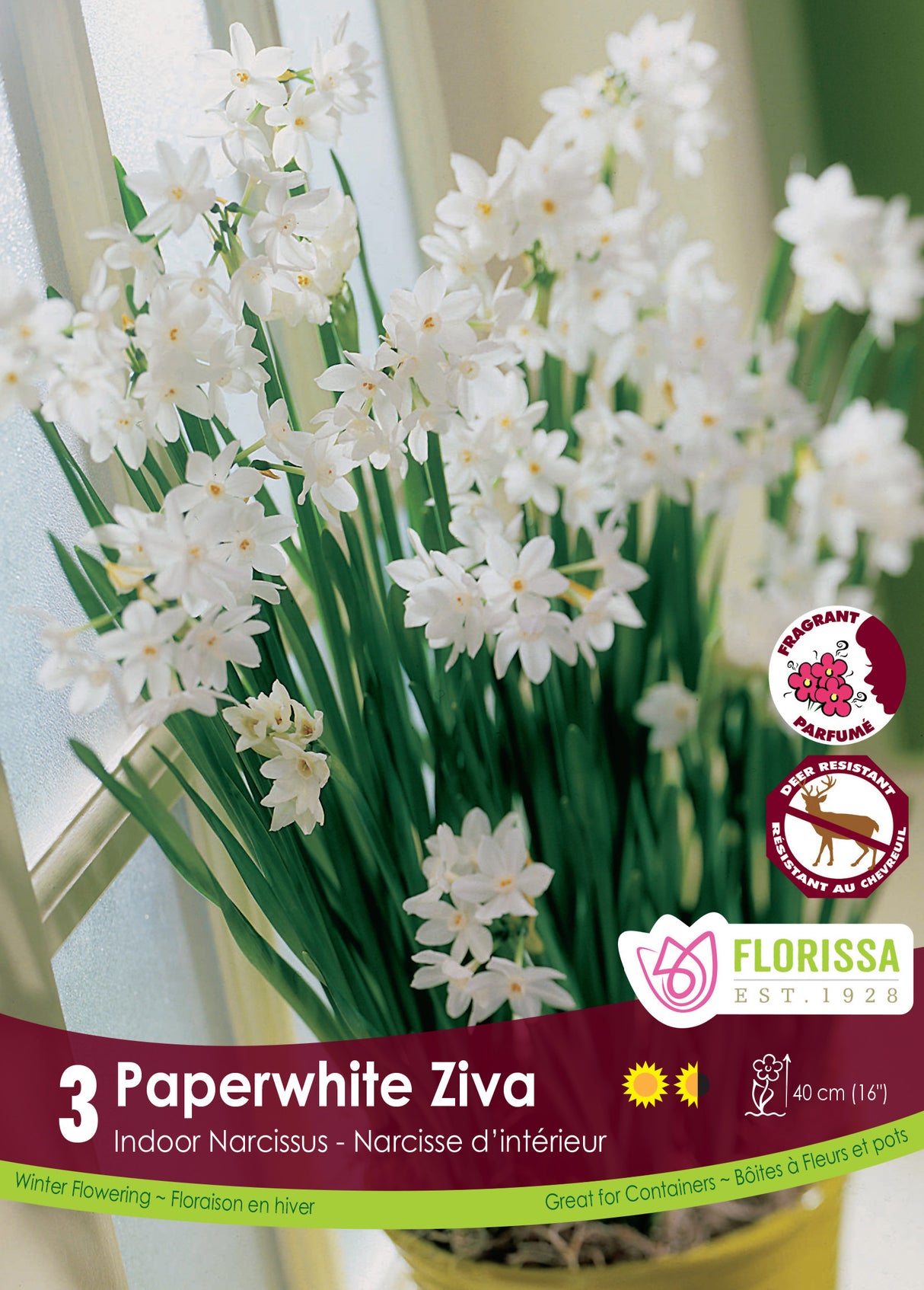 Narcissus Indoor - Paperwhites Ziva Retail