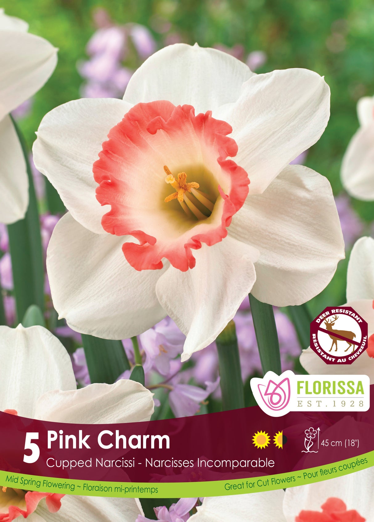 Narcissus Cupped - Pink Charm Retail