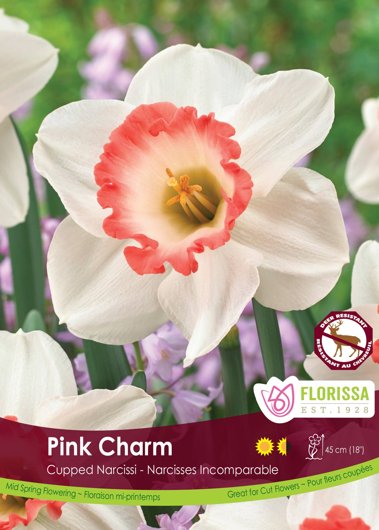 Narcissus Cupped - Pink Charm Bulk