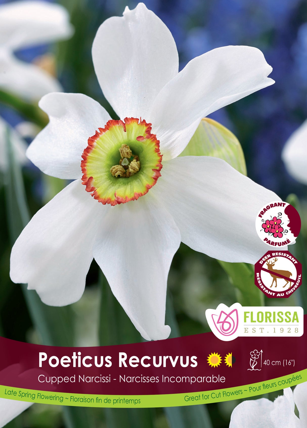 Narcissus Cupped - Poeticus Recurvus Bulk
