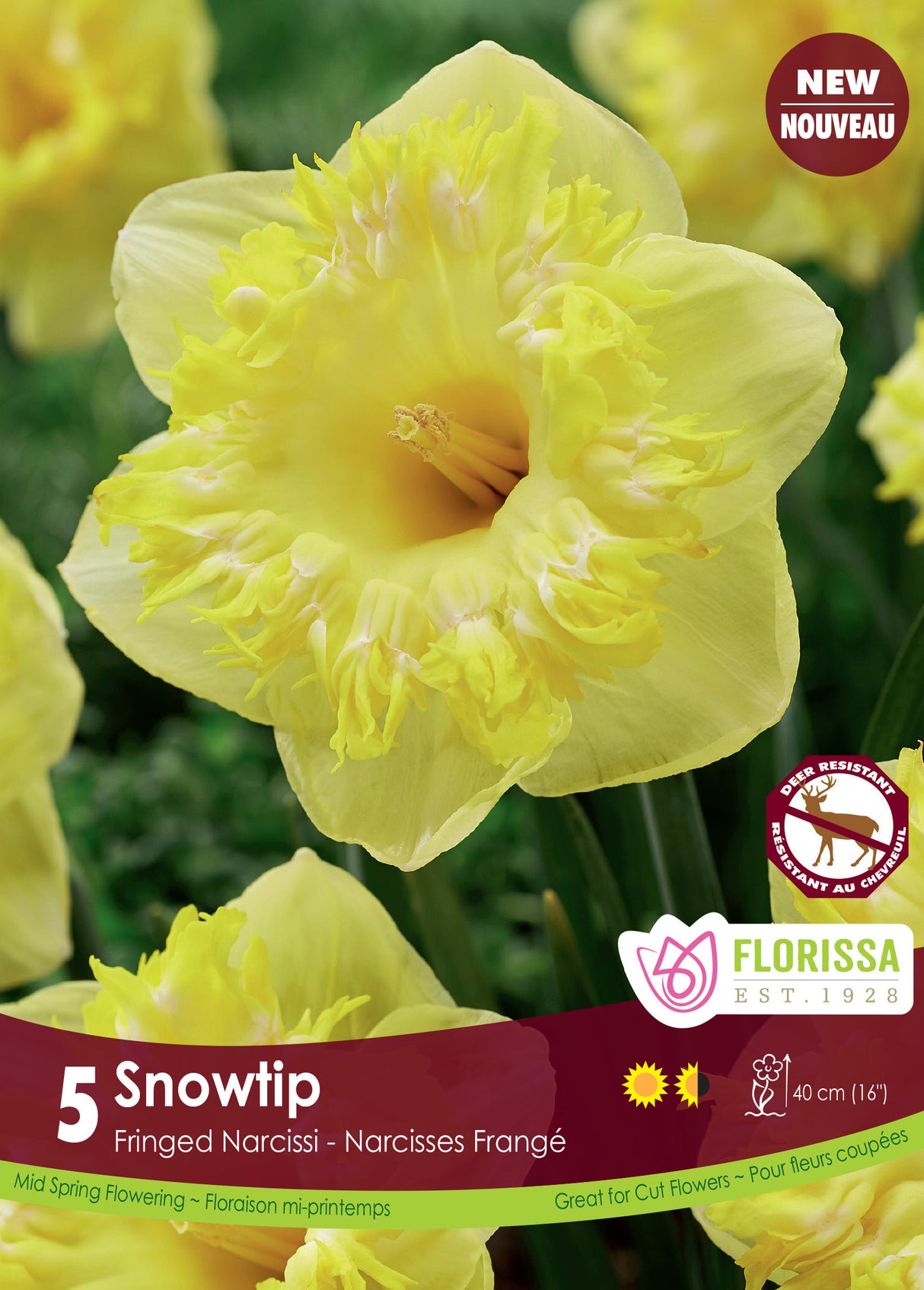 Narcissus Fringed - Snowtip Retail