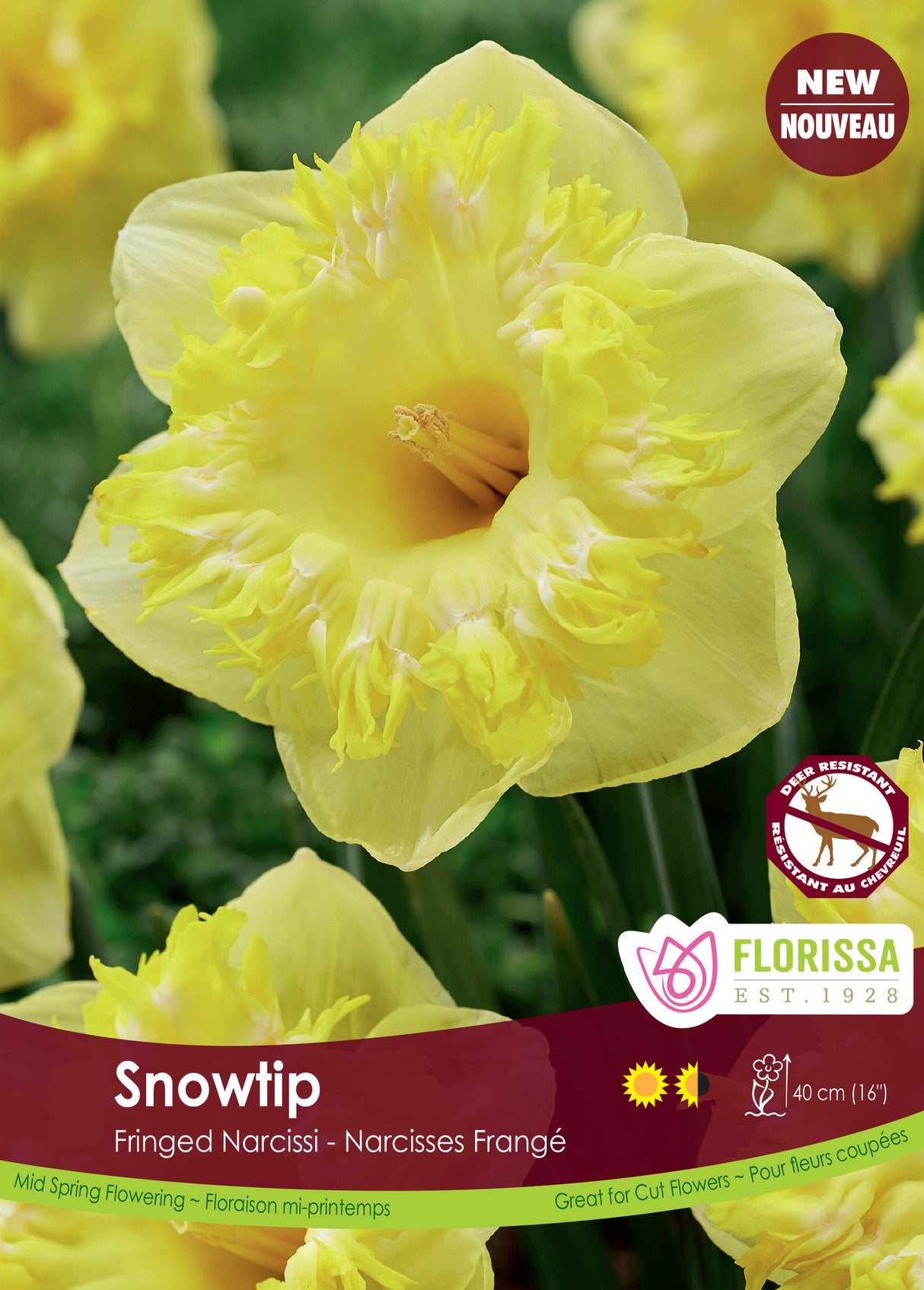 Narcissus Fringed - Snowtip Bulk