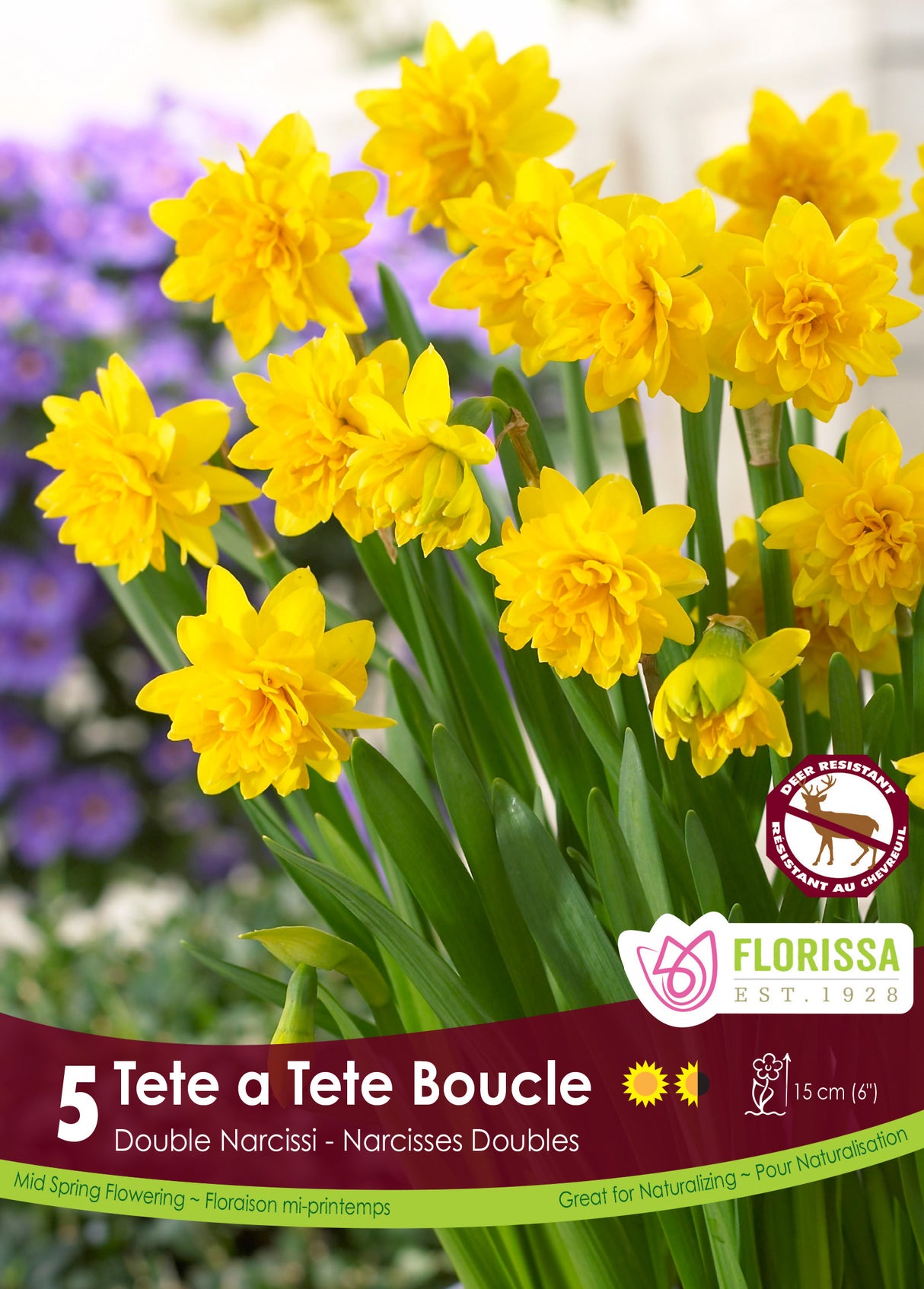 Narcissus Dwarf - Tete a Tete Boucle Retail