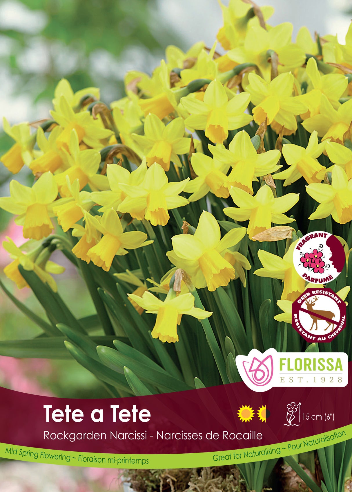 Narcissus - Tete A Tete Bulk Black Tray