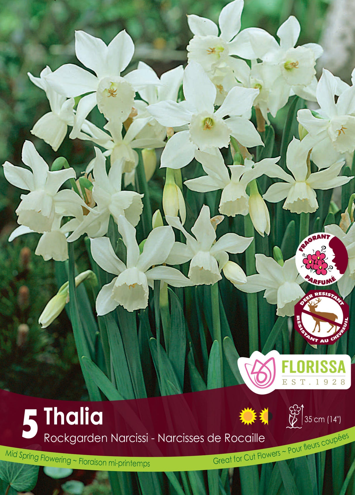 Narcissus Rockgarden - Thalia Retail