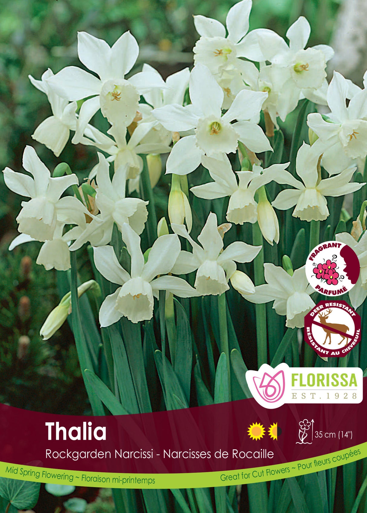 Narcissus Rockgarden - Thalia Bulk