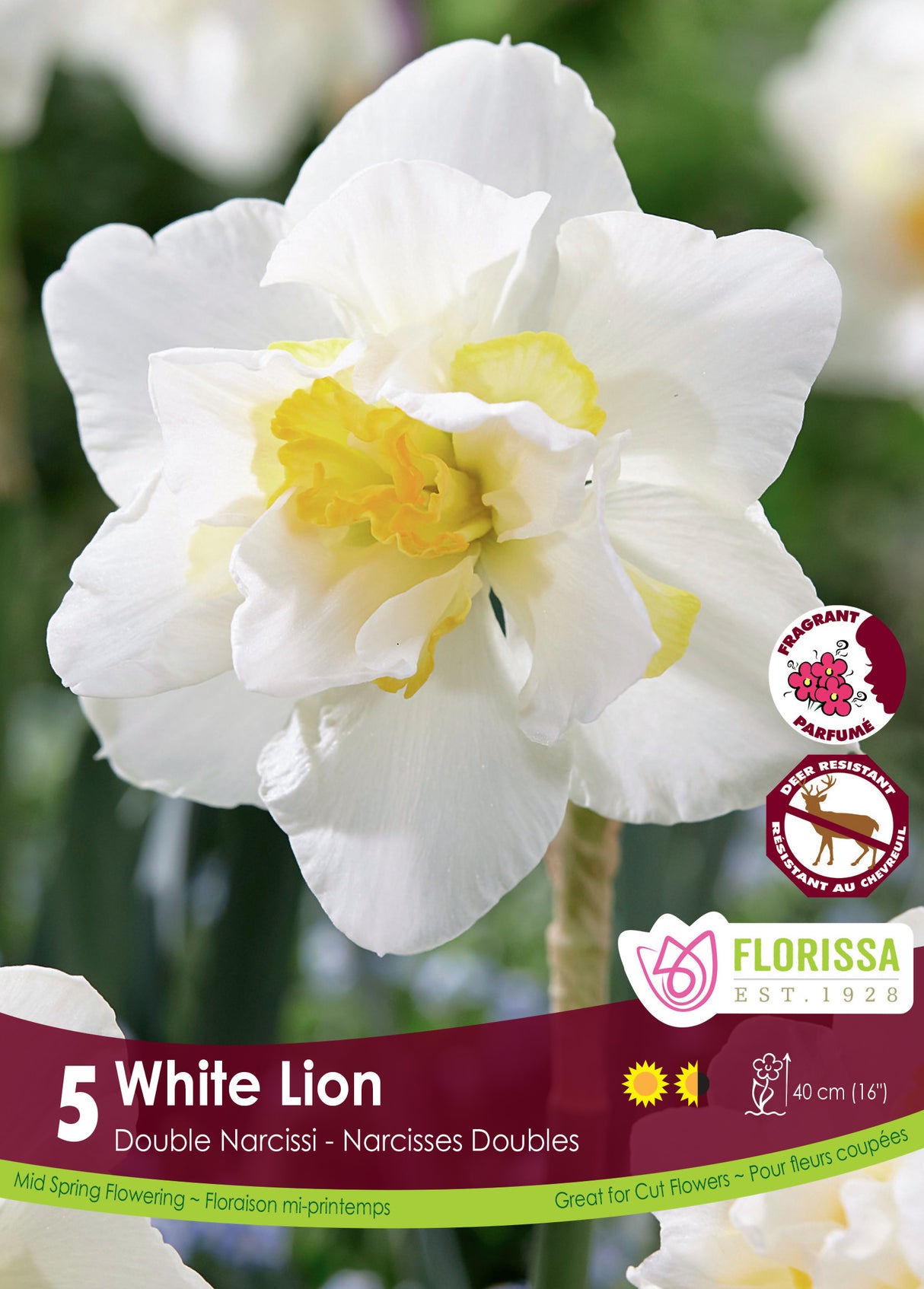 Narcissus Double - White Lion Retail