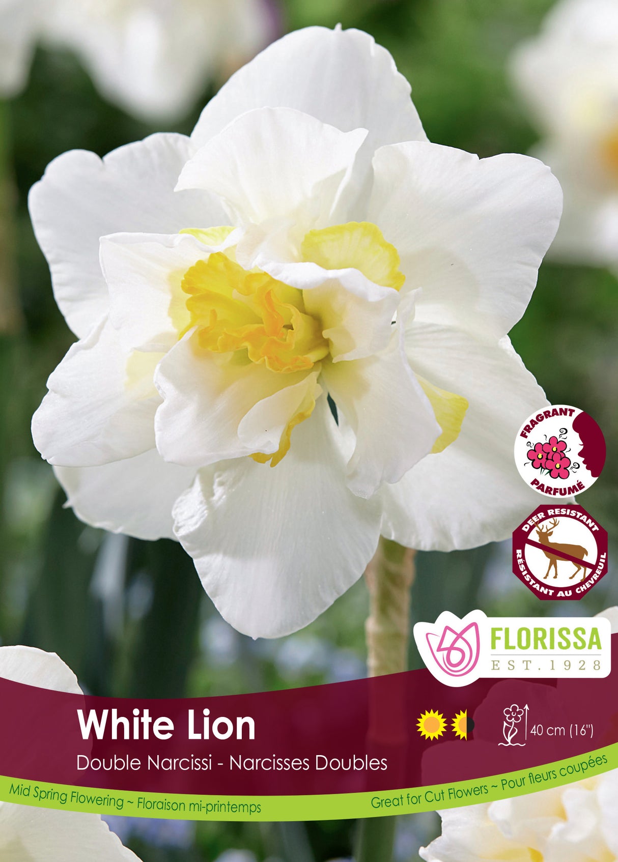 Narcissus Double - White Lion Bulk