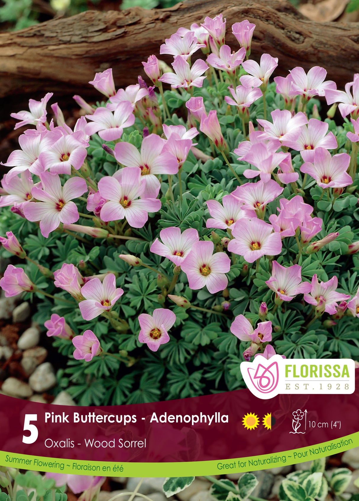 Oxalis - Adenophylla Retail