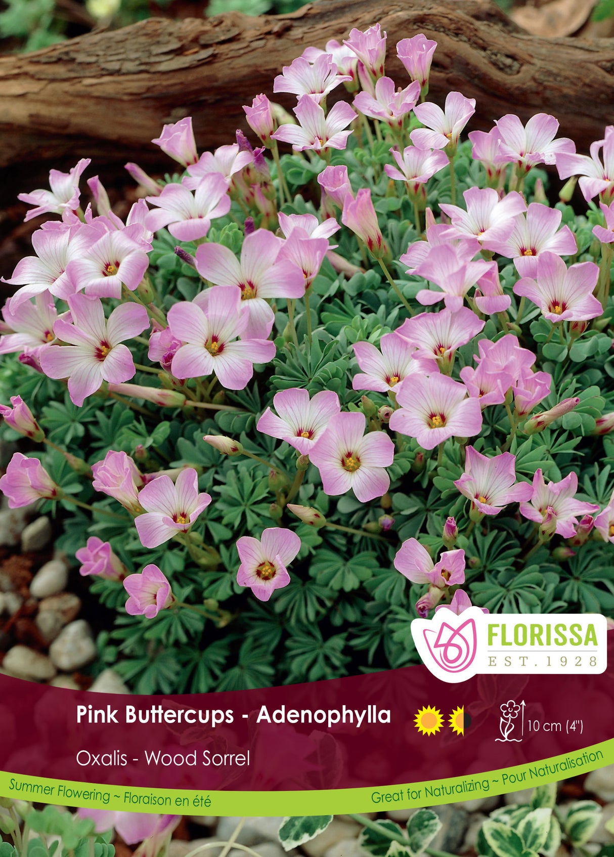 Oxalis - Adenophylla Bulk