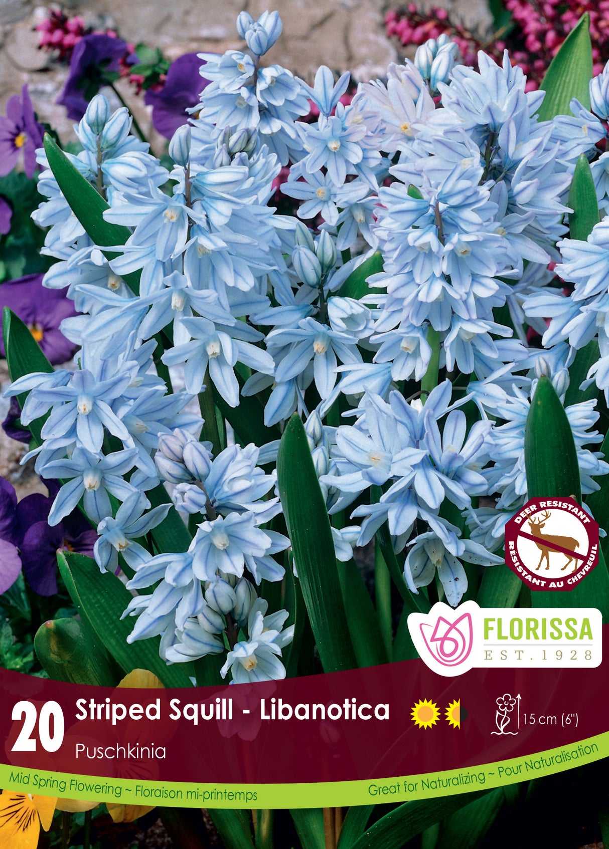 Puschkinia - Libanotica