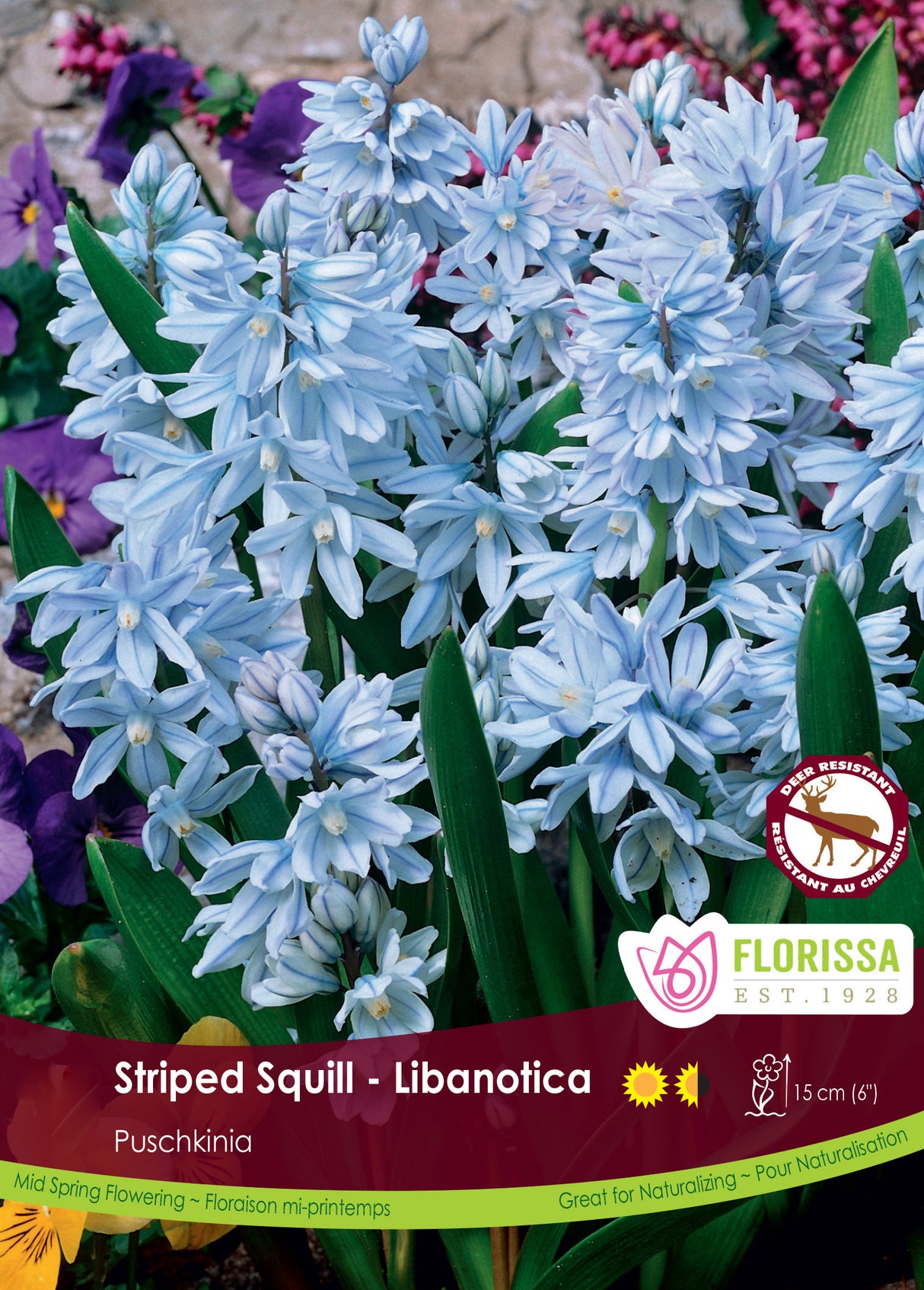 Puschkinia - Libanotica Bulk