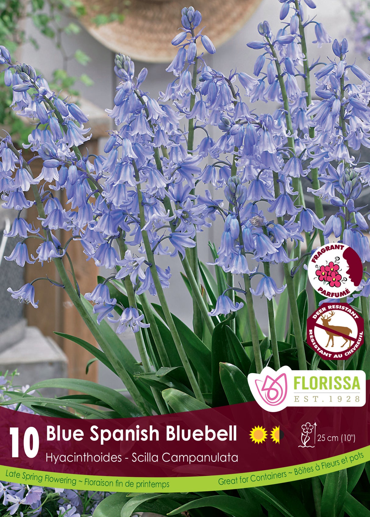 Scilla Campanulata - Blue Retail