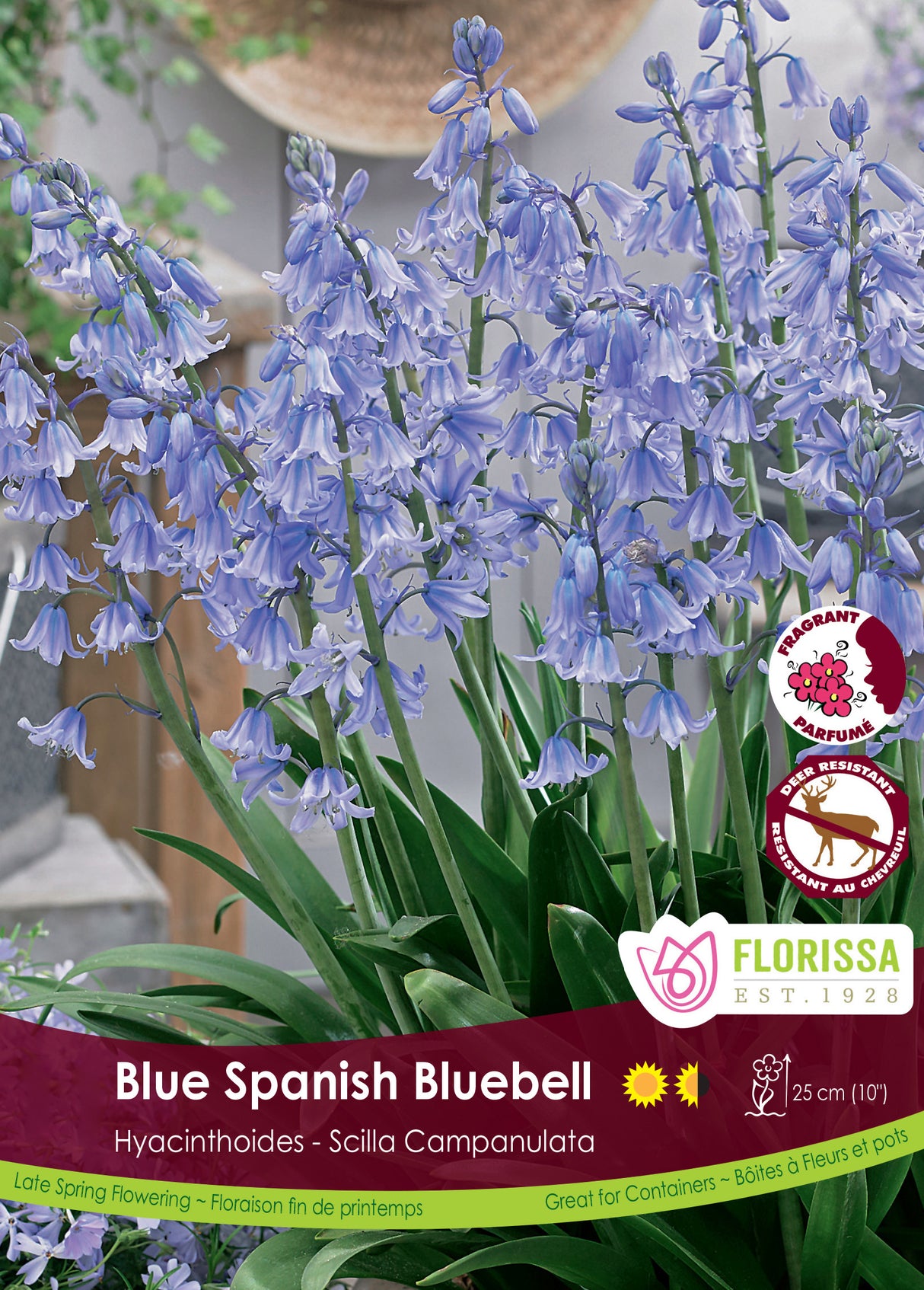 Scilla Campanulata - Blue Bulk