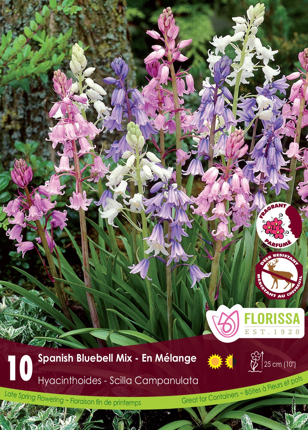 Scilla Campanulata - Mixed Retail