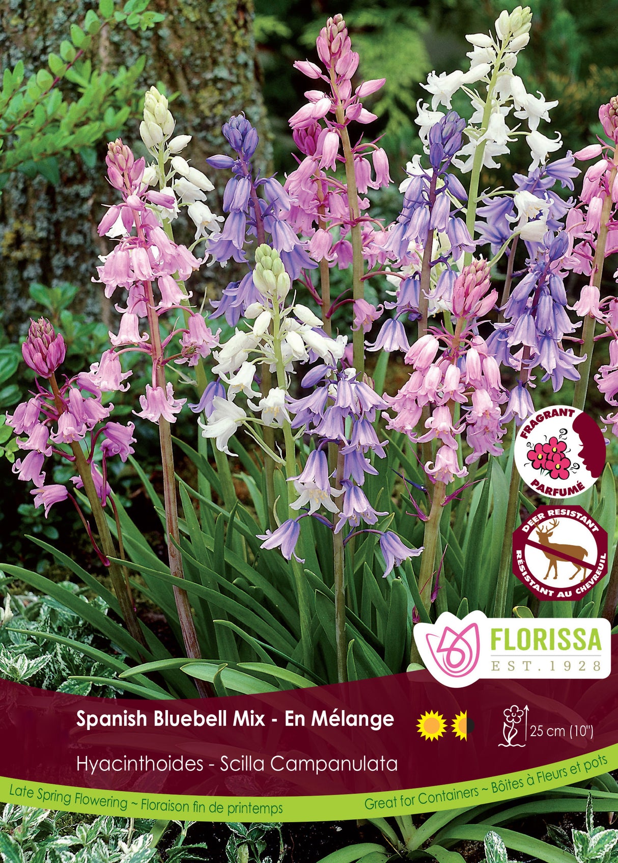 Scilla Campanulata - Mixed Bulk