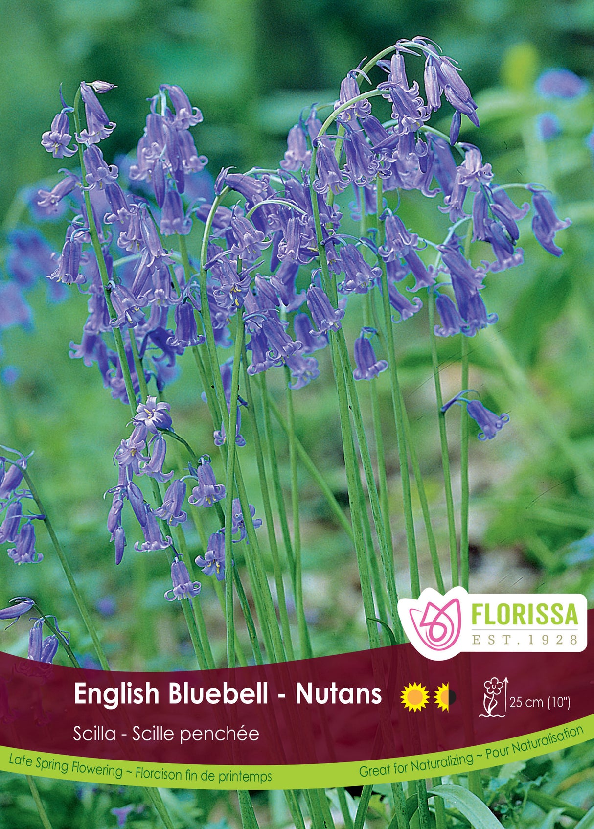 Scilla - Nutans Bulk