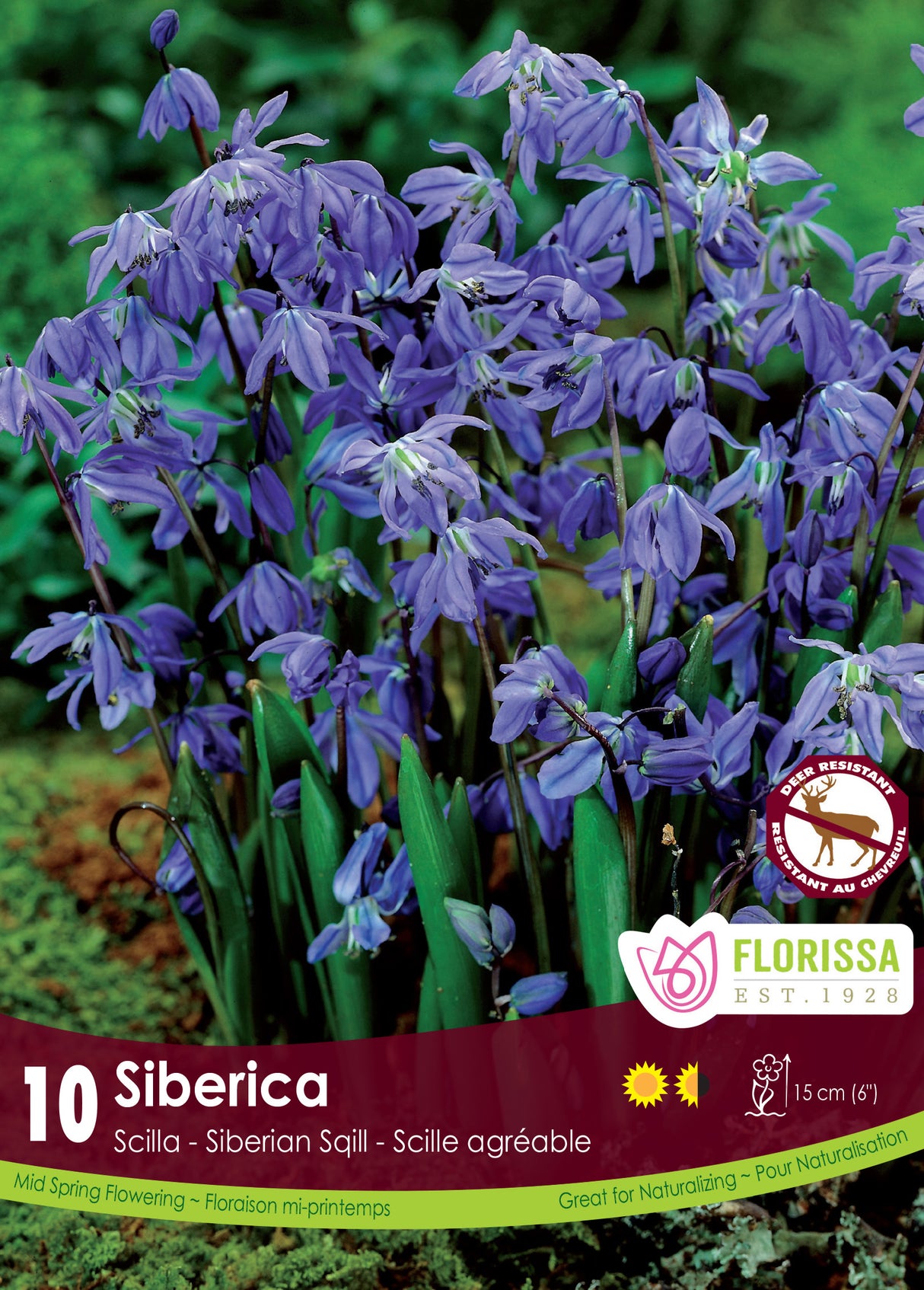 Scilla - Siberica Retail