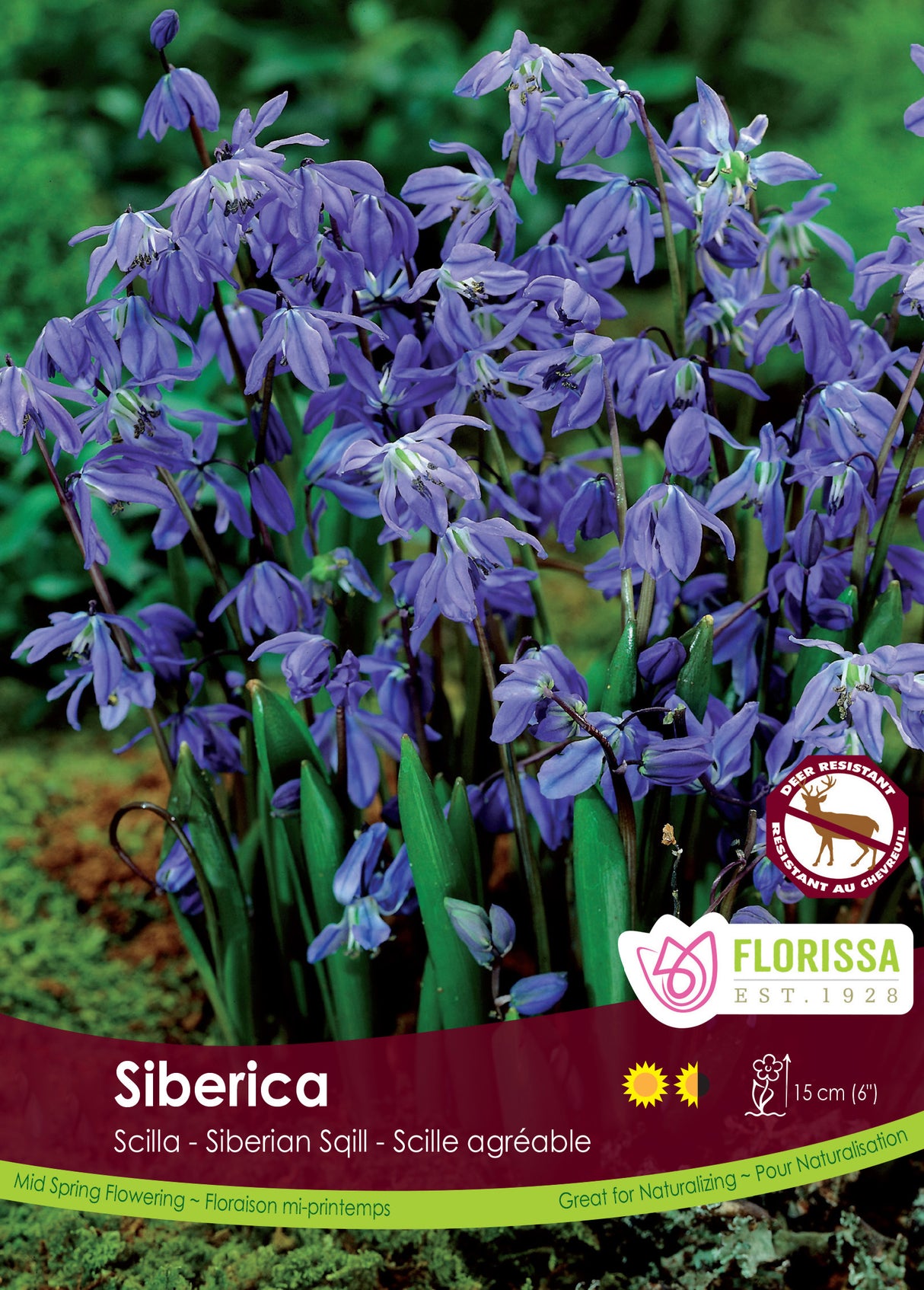 Scilla - Siberica Bulk