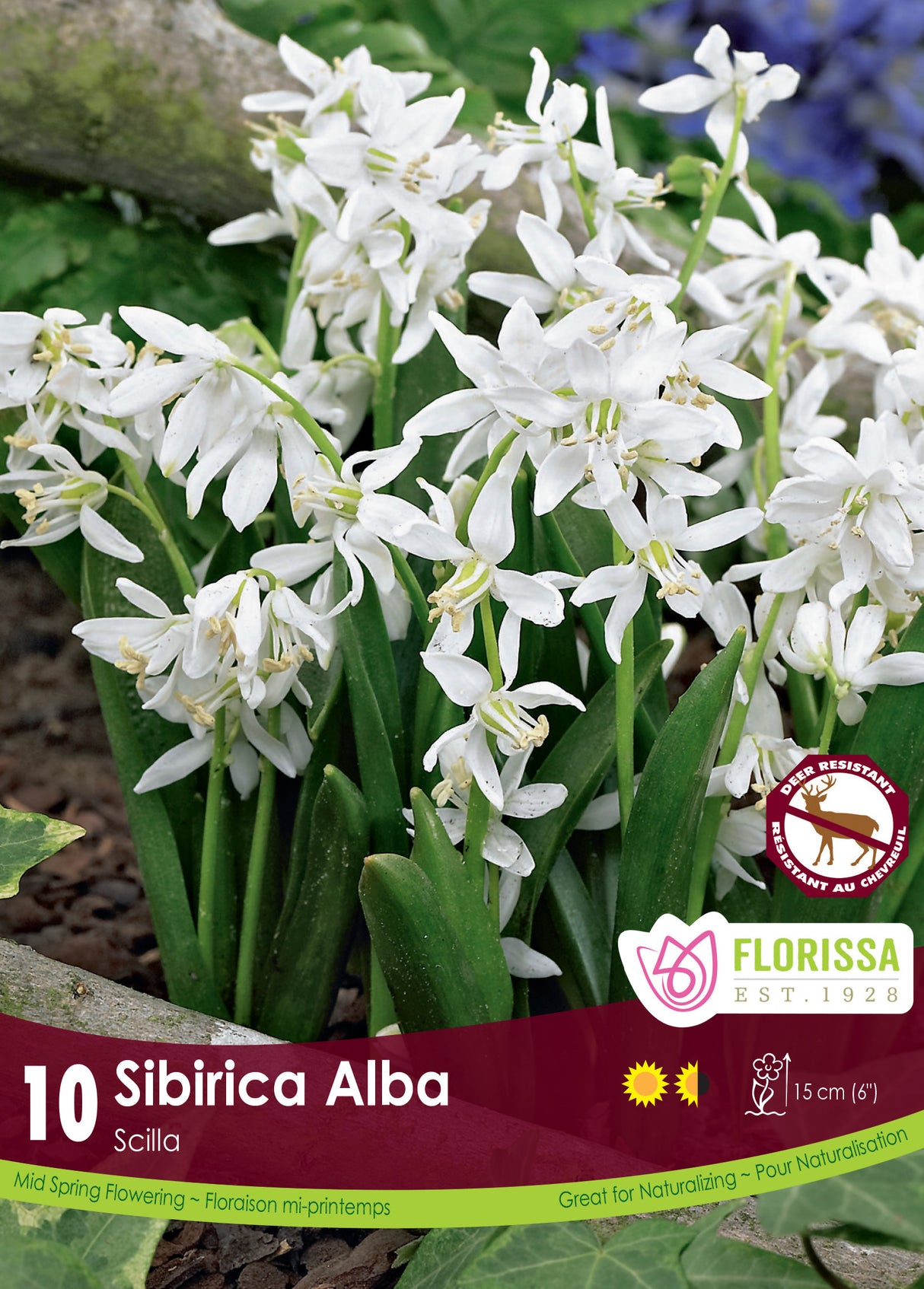 Scilla - Siberica Alba Retail